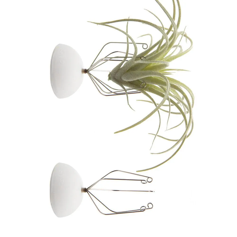 Air Plant Holder Wall Glass