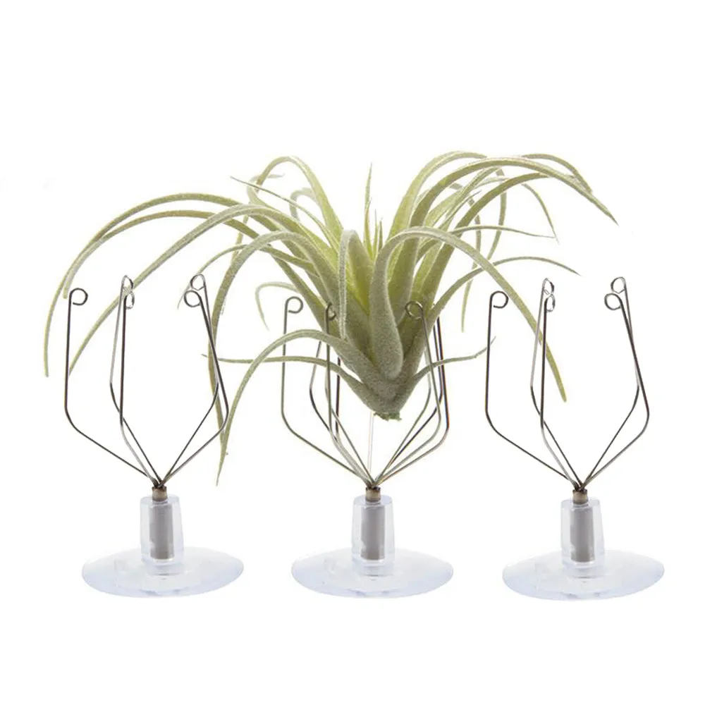 Air Plant Holder Wall Glass
