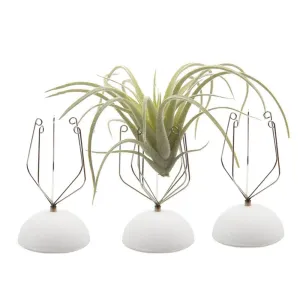 Air Plant Holder Wall Glass