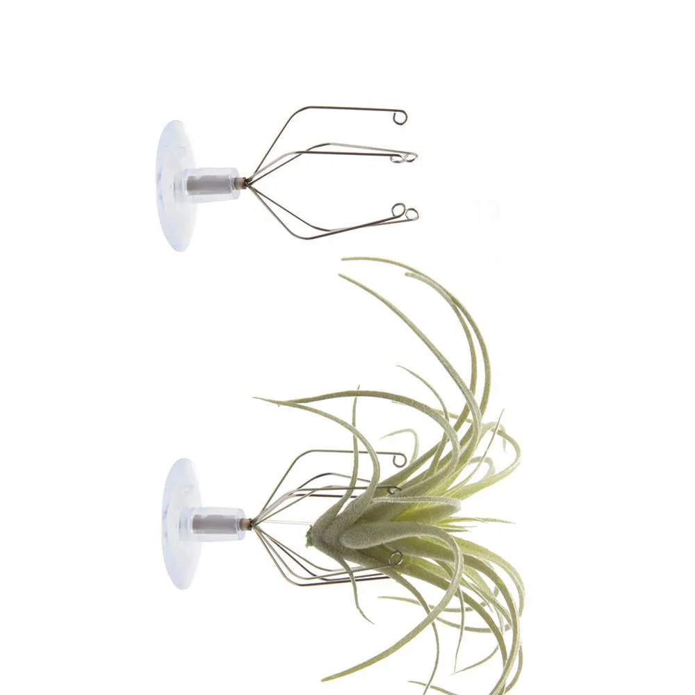 Air Plant Holder Wall Glass