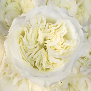 Creamy Ivory Peony Rose