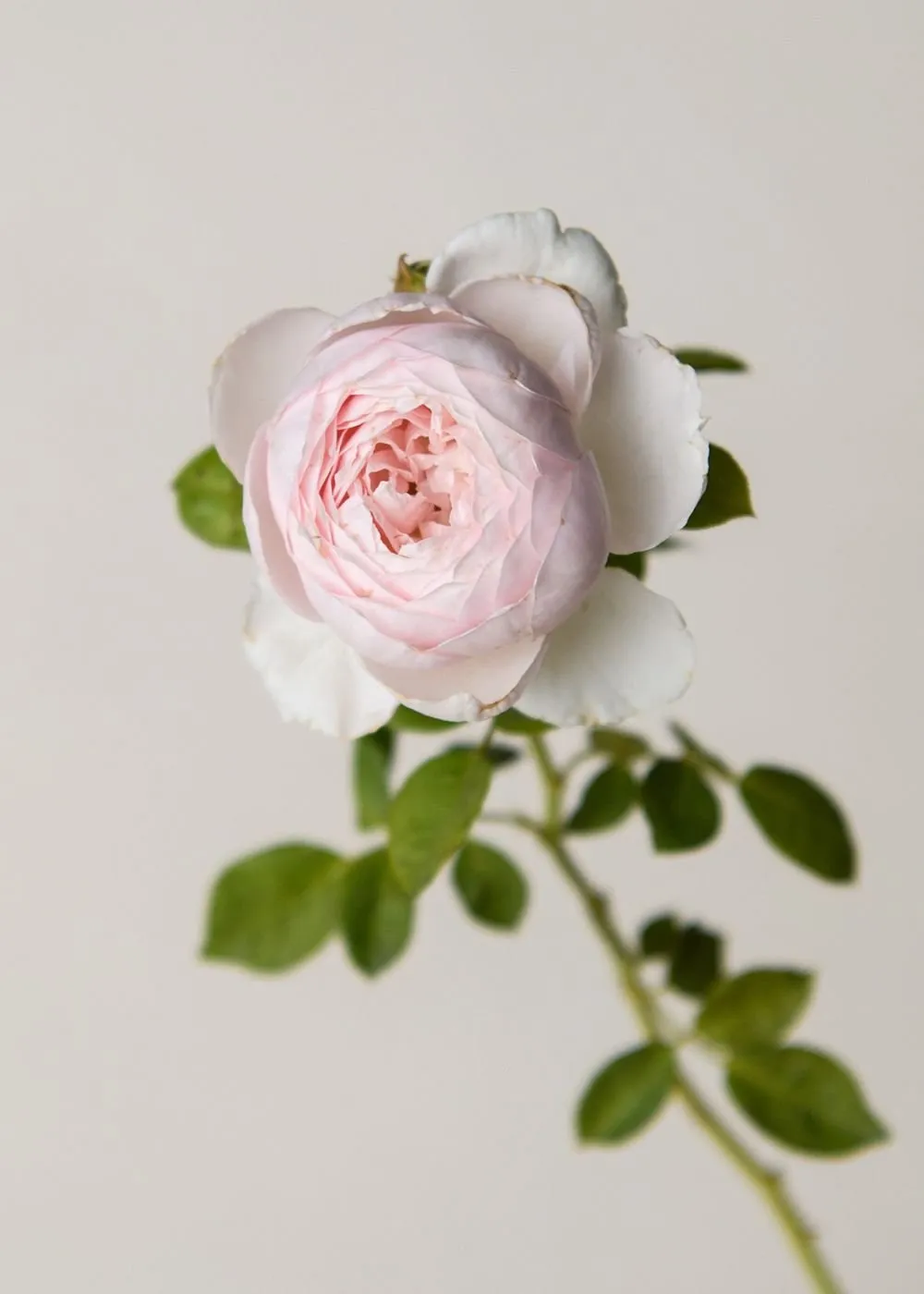 Earth Angel™ Parfuma® Rose Bare Root