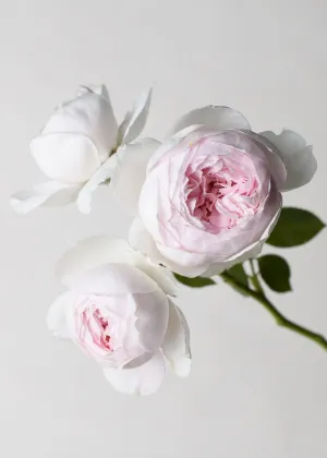Earth Angel™ Parfuma® Rose Bare Root