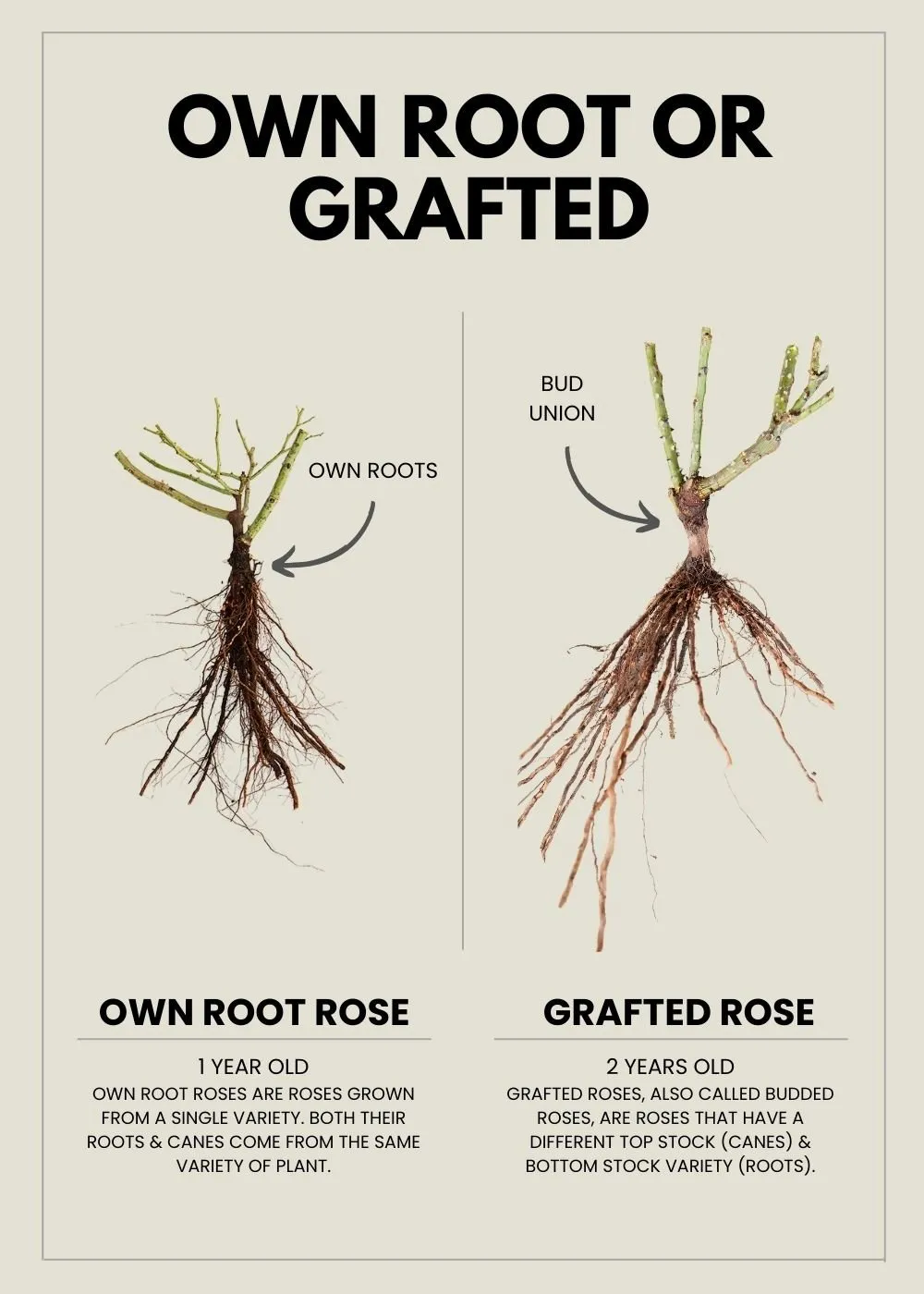 Earth Angel™ Parfuma® Rose Bare Root