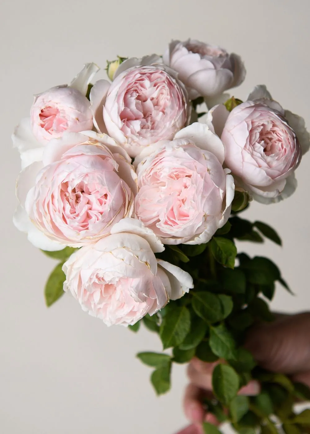 Earth Angel™ Parfuma® Rose Bare Root
