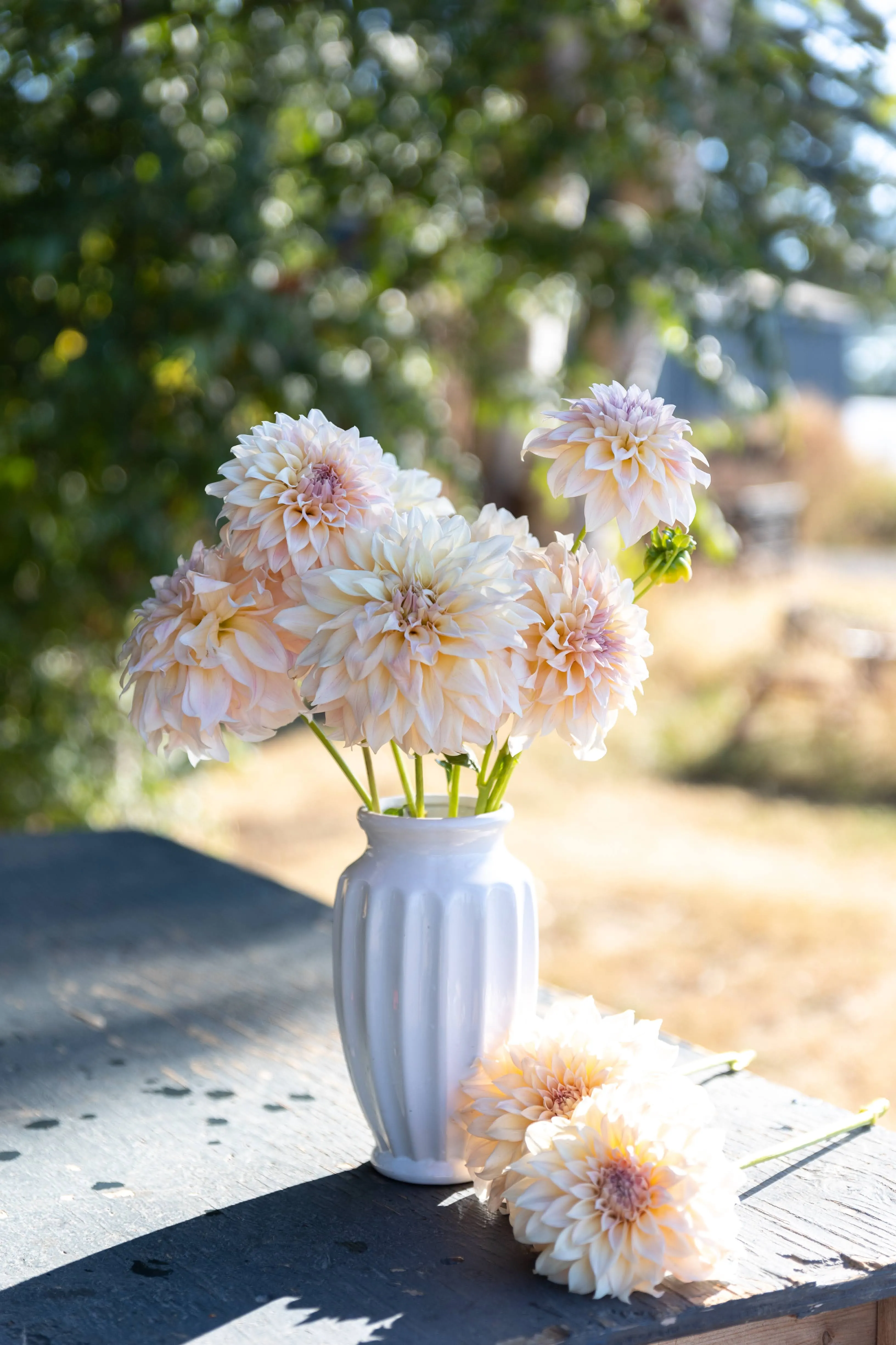 KA's® Mocha Maya Dahlia Plant: Rooted cutting