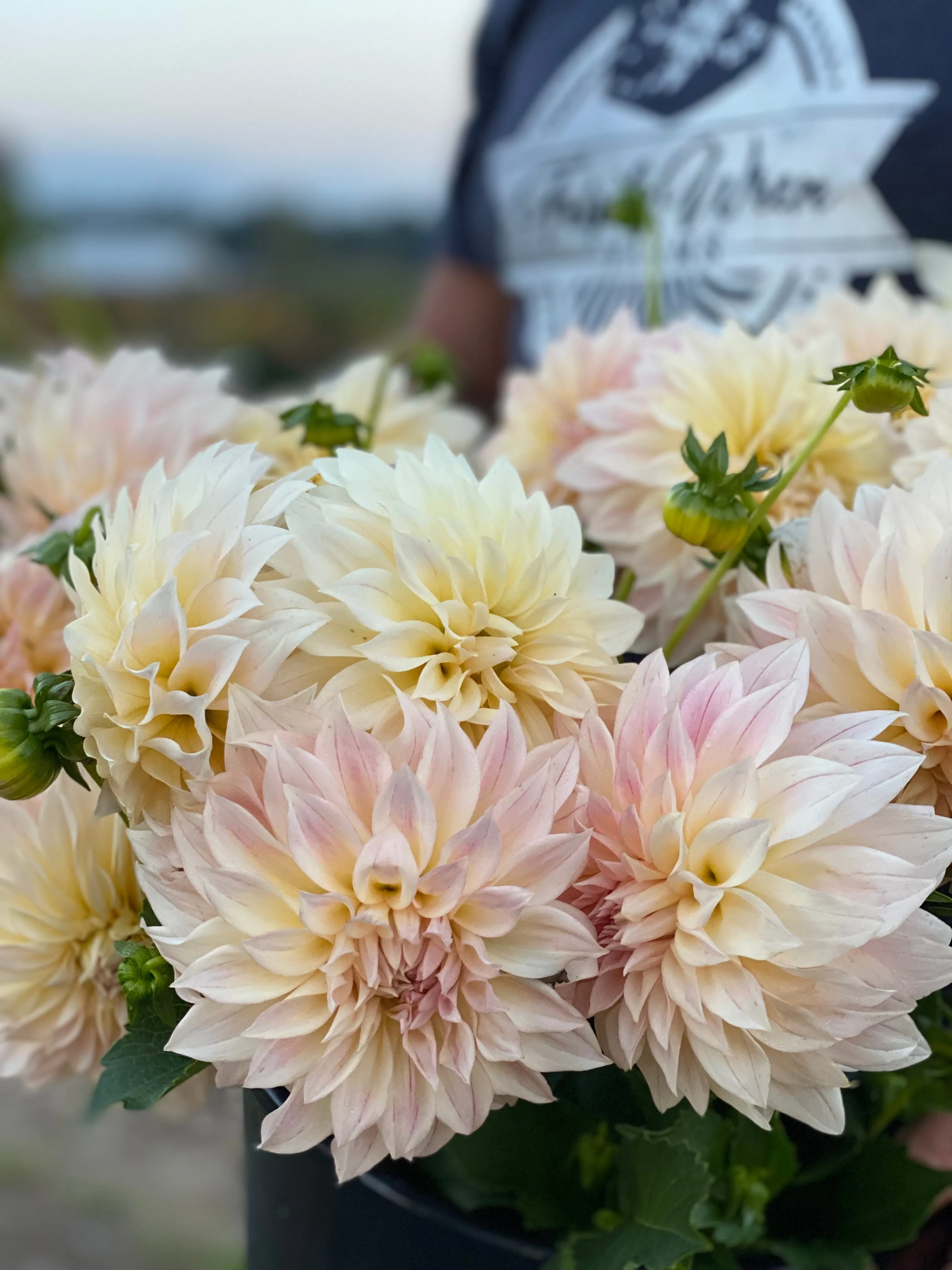KA's® Mocha Maya Dahlia Plant: Rooted cutting