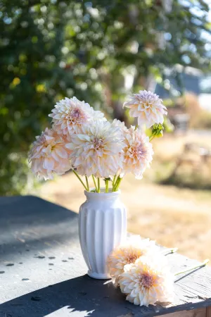 KA's® Mocha Maya Dahlia Plant: Rooted cutting