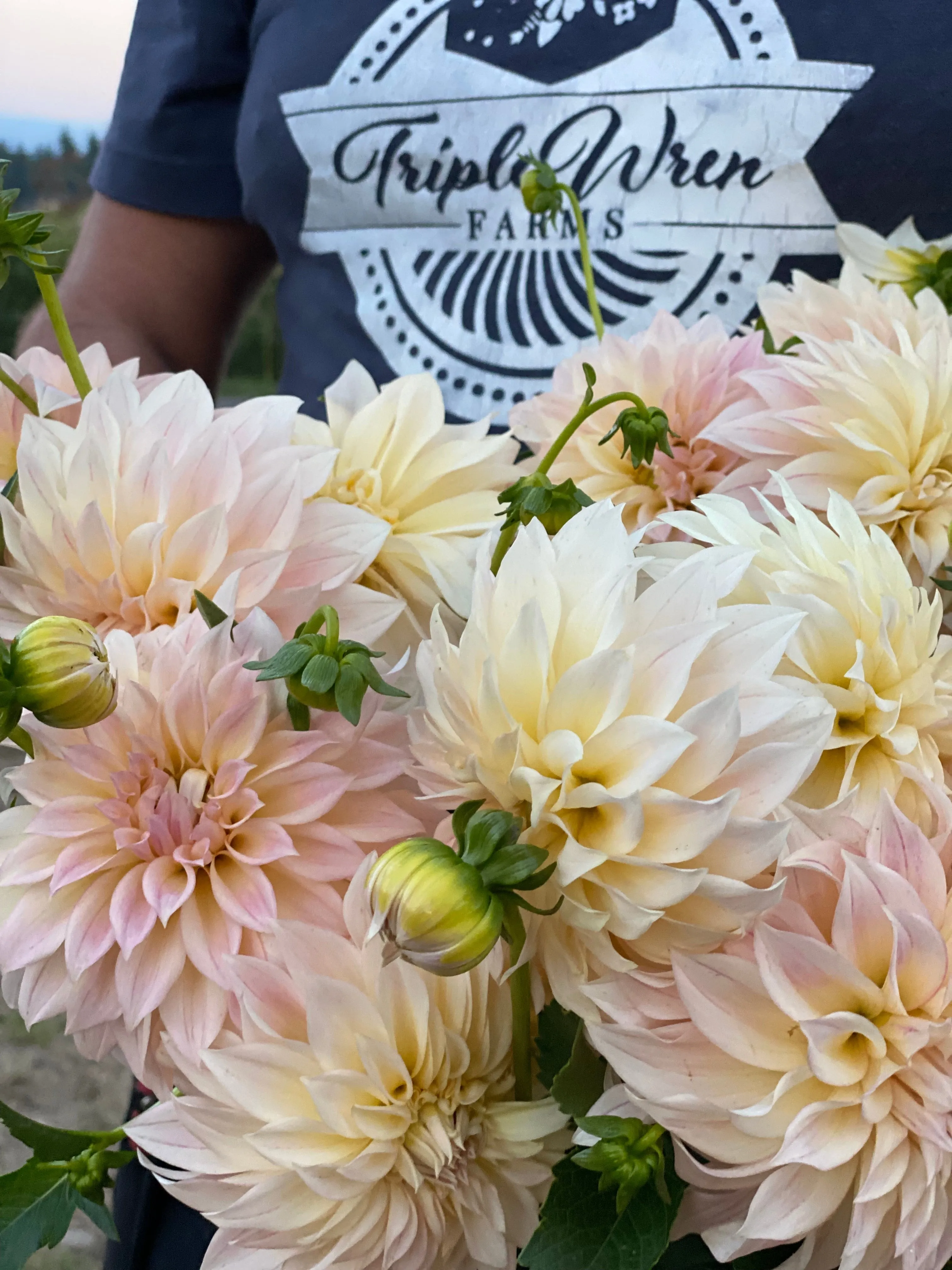 KA's® Mocha Maya Dahlia Plant: Rooted cutting