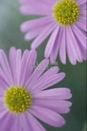 Purple flowers in soft focus