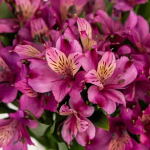 Purpleberry Peruvian Lilies