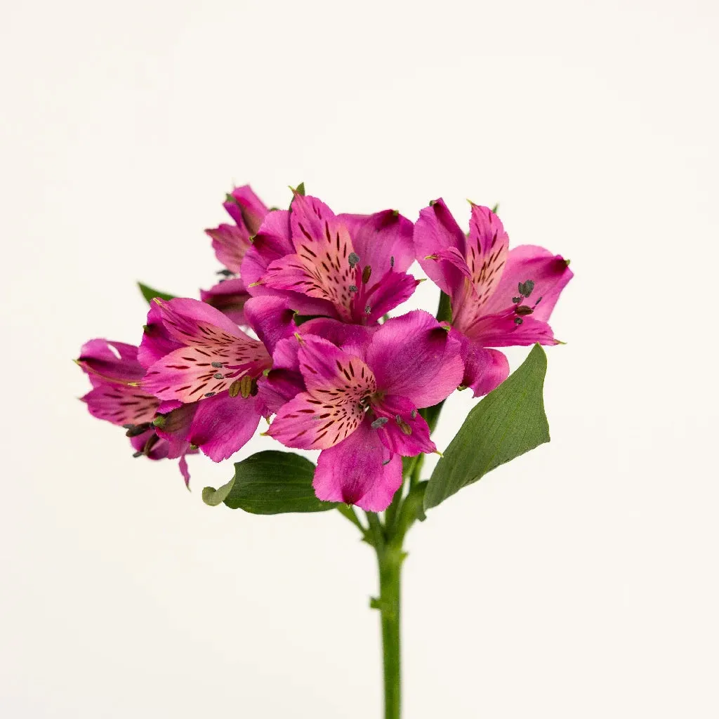 Purpleberry Peruvian Lilies