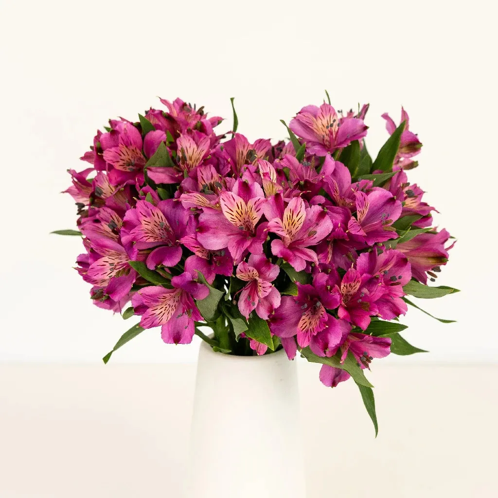 Purpleberry Peruvian Lilies
