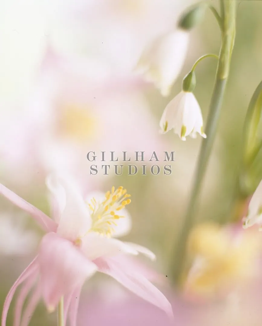 Spring flowers in soft focus