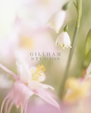 Spring flowers in soft focus